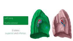 Lungs in situ Instructional Video