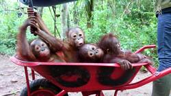 Saving orangutans, the mission of forest schools Instructional Video