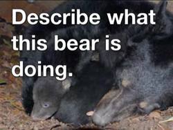 Migration and Hibernation: What Is Hibernation? Instructional Video