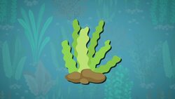 I WONDER - What Uses Do Aquatic Plants Have? Instructional Video