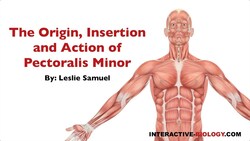 083 The Origin, Insertion, and Action of Pectoralis Minor Instructional Video