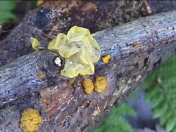 Investigating Protists: Introduction Instructional Video