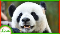 Why Are Pandas Black and White? Instructional Video