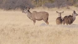 Impalas at a watering hole News Clip