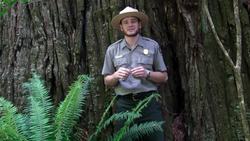 Redwood National and State Parks - Redwood Ranger Minute: Redwood Reproduction Instructional Video