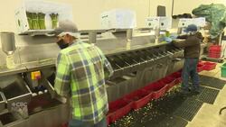 ‘Modern slave’: challenges of migrant workers in Alberta’s agricultural industry News Clip