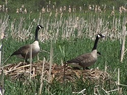 Ragos y herencia: rasgos heredados Instructional Video