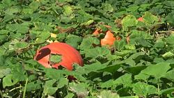 Field with organic pumpkin Cucurbita pepo bio crops before harvesting, orange gourds agriculture and farming, natural vegetables and excellent varieties, cultivated orange ball, creeping plant Stock Footage