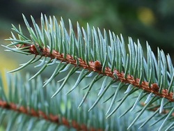 Los árboles: tipos de árboles Instructional Video