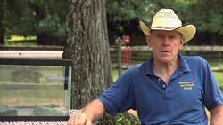 How Does a Leopard Gecko's Tail Function? Instructional Video