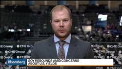 Soybeans Rebound as Heavy Rain Dampens U.S. Yields News Clip