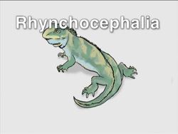 Origin and Diversity of Reptiles Instructional Video