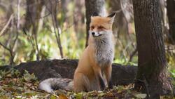 I WONDER - Where Do Foxes Live? Instructional Video