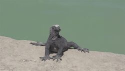 I WONDER - How Do Lizards Travel Across The Desert Sand? Instructional Video