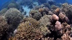 Researchers create a bionic eye! NSF Science Now 8 Instructional Video