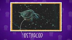 I WONDER - What Do Animals Use Bioluminescence For? Instructional Video