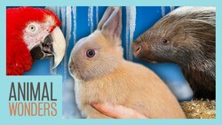 Keeping The Animals Safe In Freezing Temperatures! Instructional Video