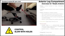 Tibialis Anterior | Anatomy, Function & Exercises Instructional Video