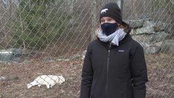 CLEAN : Howling into the void? US wolf recovery endangered by Trump News Clip