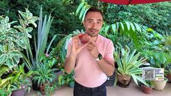 Garden Guide: Can you grow fruit trees from seed? News Clip