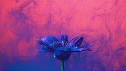 4k Slow motion Blue ink and daisy flower in water. Stock Footage