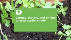 How to Practice Vegetable Container Gardening Instructional Video
