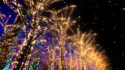 Neon Tree illumination Stock Footage