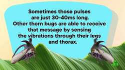 These Superpowered Animals Use Your 5 Senses, But Better Instructional Video