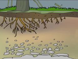 Understanding Soil Horizons Instructional Video