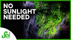 The Plants That Live on Artificial Light (and Why That’s Bad) Instructional Video