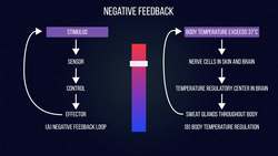 Negative Feedback Instructional Video