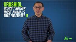 Poor, Misunderstood Poison Ivy Instructional Video