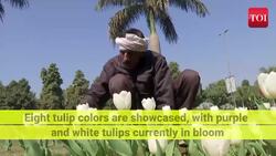 New Delhi's Vibrant Tulip Festival Blossoms with Color and Celebration News Clip