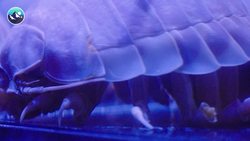 BITTEN by a DEEP SEA CREATURE?! Instructional Video