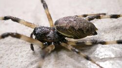 Spider Moves Slowly Stock Footage