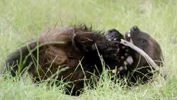 Who Will Win in a Fight Between Bears and Wolverines? Instructional Video