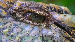 Alligator or crocodile animals eyes closeup Stock Footage