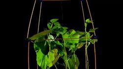 Time lapse of growing plants Stock Footage