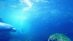 The Fascinating World of Seals and Sea Lions Instructional Video