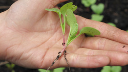 Chef-to-Chef: Cultivating a Community with Urban Farming Instructional Video