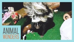 New Skunk Habitat! Instructional Video