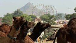 Pushkar Camel Fair, India Stock Footage