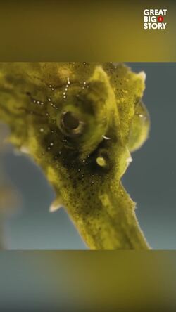 Secret life of the lined seahorse, survival and conservation Instructional Video