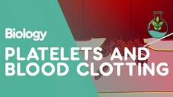 Plaquetas y Coagulación de la Sangre Instructional Video