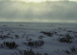 The Arctic tundra environment Instructional Video