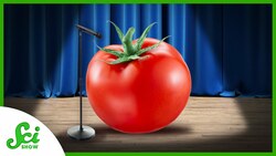 If Tomatoes Could Talk, Here’s What They’d Say | SciShow News Instructional Video