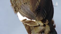 The Pava Aliblanca, A Miraculous Return from Extinction Instructional Video