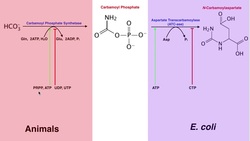 Nucleotide Metabolism | Regulation of Pyrimidine Biosynthesis Instructional Video