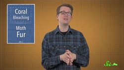 Finally, Some Good News About Corals | SciShow News Instructional Video