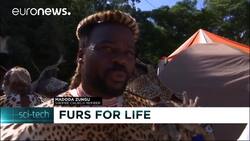 Fake pelts mean living leopards News Clip